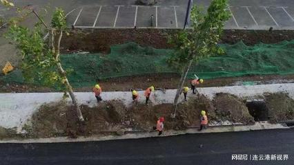 东海245省道改造绿化工程喜摘市园林绿化优质工程奖